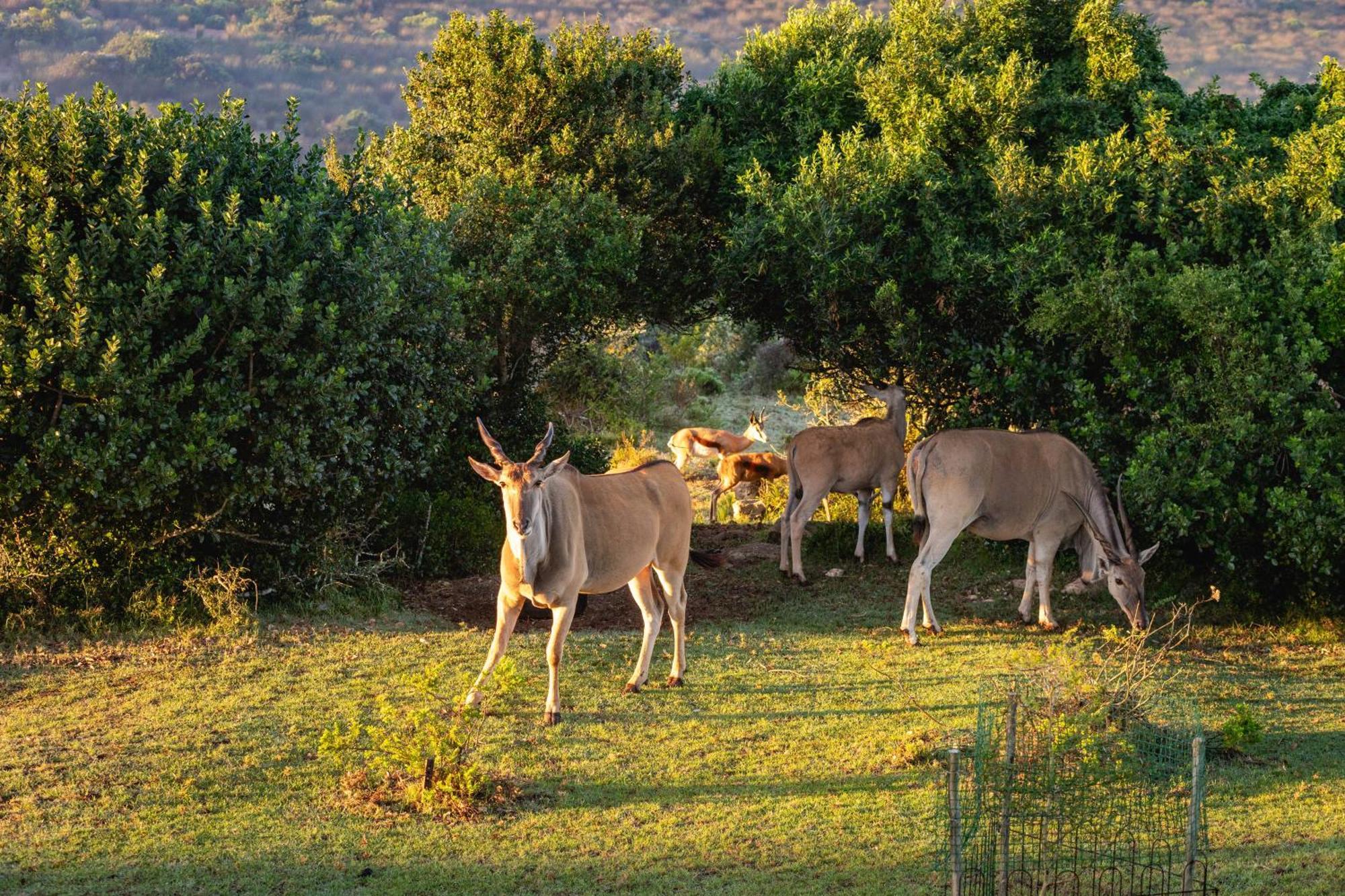 Baardbos Private Game Reserve Stilbaai Exterior foto